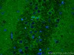 NMDAR1/GRIN1 Antibody in Immunohistochemistry (PFA fixed) (IHC (PFA))