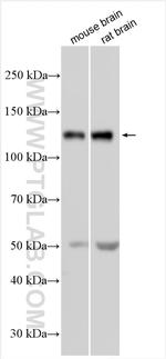 NMDAR1/GRIN1 Antibody in Western Blot (WB)