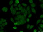 PELP1 Antibody in Immunocytochemistry (ICC/IF)