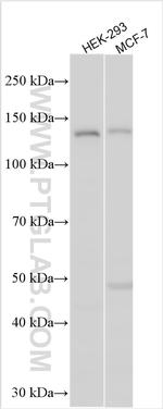 INPP5F Antibody in Western Blot (WB)