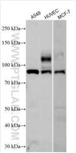 ECE1 Antibody in Western Blot (WB)