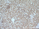 Neurofibromin Antibody in Immunohistochemistry (Paraffin) (IHC (P))