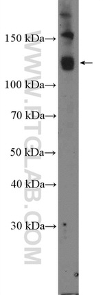 RBL2 Antibody in Western Blot (WB)