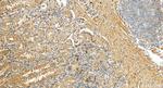 EPDR1 Antibody in Immunohistochemistry (Paraffin) (IHC (P))