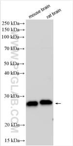 EPDR1 Antibody in Western Blot (WB)