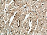 TRIM55 Antibody in Immunohistochemistry (Paraffin) (IHC (P))