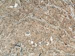 TRIM55 Antibody in Immunohistochemistry (Paraffin) (IHC (P))