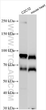 TRIM55 Antibody in Western Blot (WB)