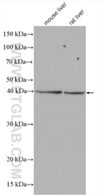 KLHDC1 Antibody in Western Blot (WB)