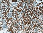 HO-1/HMOX1 Antibody in Immunohistochemistry (Paraffin) (IHC (P))