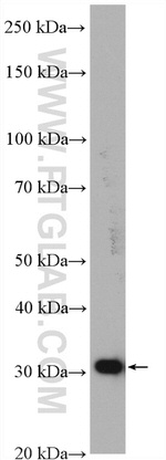 HO-1/HMOX1 Antibody in Western Blot (WB)