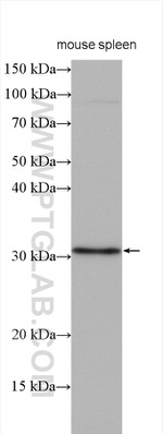 HO-1/HMOX1 Antibody in Western Blot (WB)