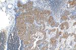 NRG4 Antibody in Immunohistochemistry (Paraffin) (IHC (P))