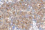 NRG4 Antibody in Immunohistochemistry (Paraffin) (IHC (P))