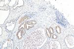 NRG4 Antibody in Immunohistochemistry (Paraffin) (IHC (P))