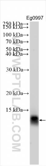 NRG4 Antibody in Western Blot (WB)