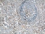 GBP2 Antibody in Immunohistochemistry (Paraffin) (IHC (P))