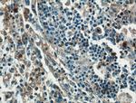 GBP2 Antibody in Immunohistochemistry (Paraffin) (IHC (P))