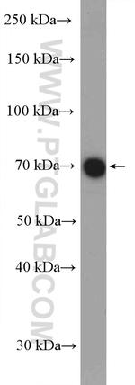 GBP2 Antibody in Western Blot (WB)