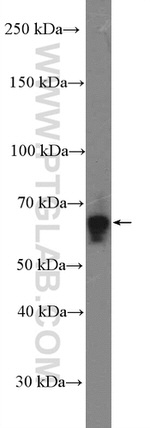 GBP2 Antibody in Western Blot (WB)