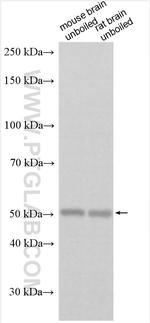 SLC22A13 Antibody in Western Blot (WB)