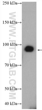 MMP9 Antibody in Western Blot (WB)