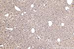 SERCA2, ATP2A2 Antibody in Immunohistochemistry (Paraffin) (IHC (P))