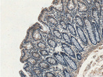 STAMBPL1 Antibody in Immunohistochemistry (Paraffin) (IHC (P))
