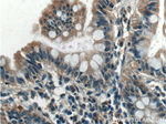 STAMBPL1 Antibody in Immunohistochemistry (Paraffin) (IHC (P))