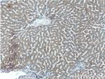 STAMBPL1 Antibody in Immunohistochemistry (Paraffin) (IHC (P))