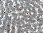 STAMBPL1 Antibody in Immunohistochemistry (Paraffin) (IHC (P))