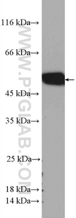 STAMBPL1 Antibody in Western Blot (WB)