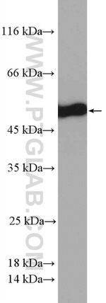 STAMBPL1 Antibody in Western Blot (WB)