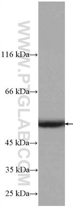 STAMBPL1 Antibody in Western Blot (WB)