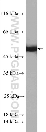 STAMBPL1 Antibody in Western Blot (WB)