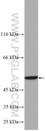 STAMBPL1 Antibody in Western Blot (WB)