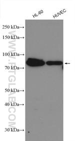 ICAM2 Antibody in Western Blot (WB)