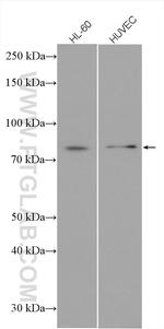 ICAM2 Antibody in Western Blot (WB)