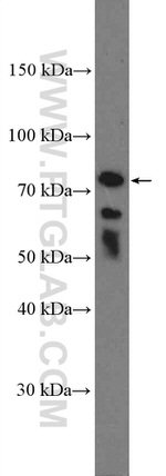 ICAM2 Antibody in Western Blot (WB)