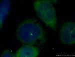 CEP170 Antibody in Immunocytochemistry (ICC/IF)