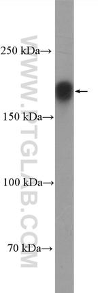 CEP170 Antibody in Western Blot (WB)