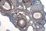 Inhibin alpha Antibody in Immunohistochemistry (Paraffin) (IHC (P))