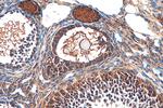Inhibin alpha Antibody in Immunohistochemistry (Paraffin) (IHC (P))