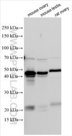 Inhibin alpha Antibody in Western Blot (WB)