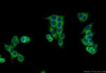 MRPL35 Antibody in Immunocytochemistry (ICC/IF)