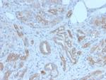 GLG1 (Golgi Glycoprotein 1) (Marker for Human Cells) Recombinant Rabbit Monoclonal Antibody (GLG1/7174R)