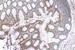 SOCS6 Antibody in Immunohistochemistry (Paraffin) (IHC (P))