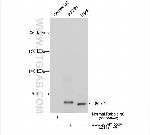 SOCS6 Antibody in Immunoprecipitation (IP)