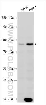NLRP10 Antibody in Western Blot (WB)