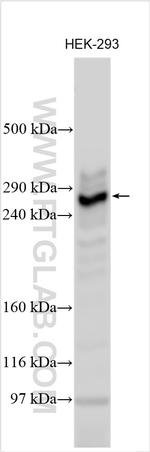 NSD1 Antibody in Western Blot (WB)